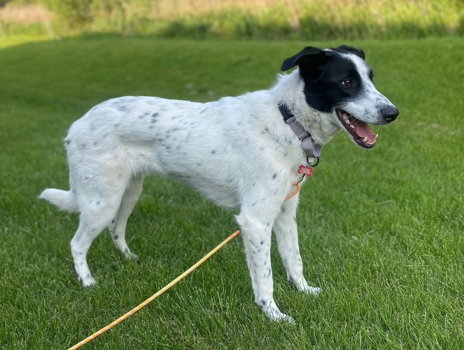 Paul, a Adoptable mixed breed in Rochester, MN image 3/6