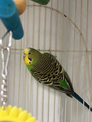 Enlarge Princess Peach, a Adoptable Parakeet (Other) in Lowell, MA image 1/1