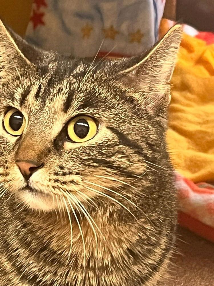 Enlarge Lovely Rita, a Adoptable Domestic Short Hair in O'Fallon, MO image 1/3