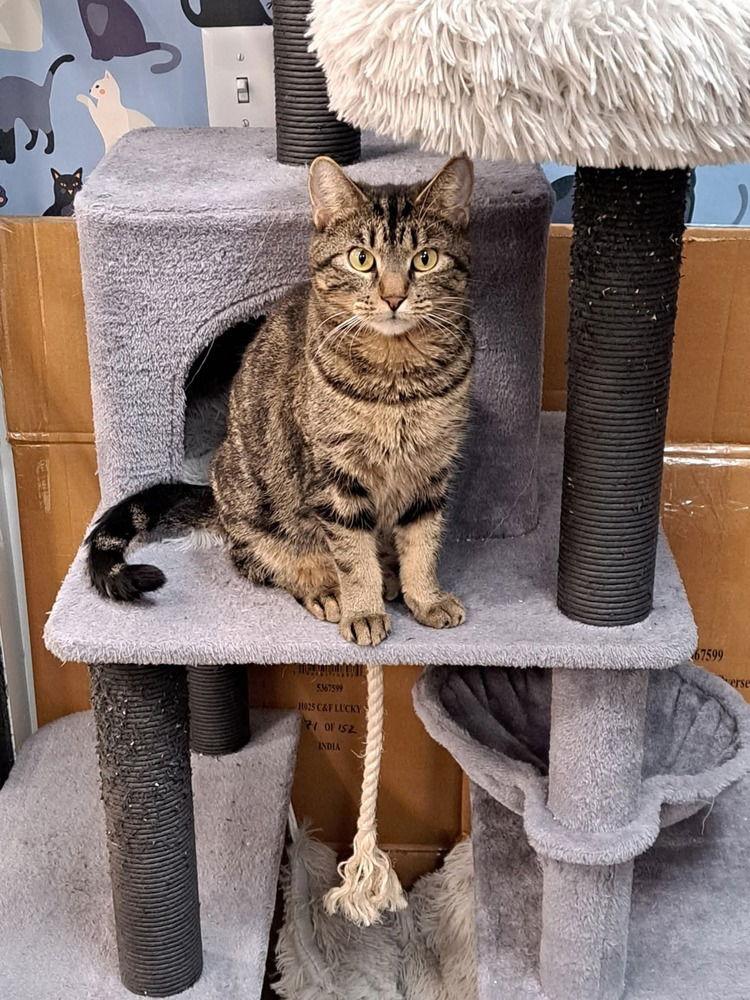 Enlarge Lovely Rita, a Adoptable Domestic Short Hair in O'Fallon, MO image 2/3