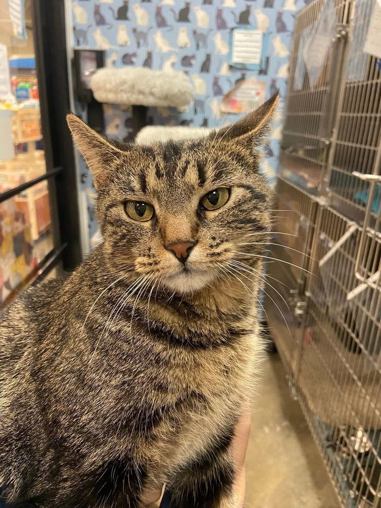 Enlarge Lovely Rita, a Adoptable Domestic Short Hair in O'Fallon, MO image 3/3