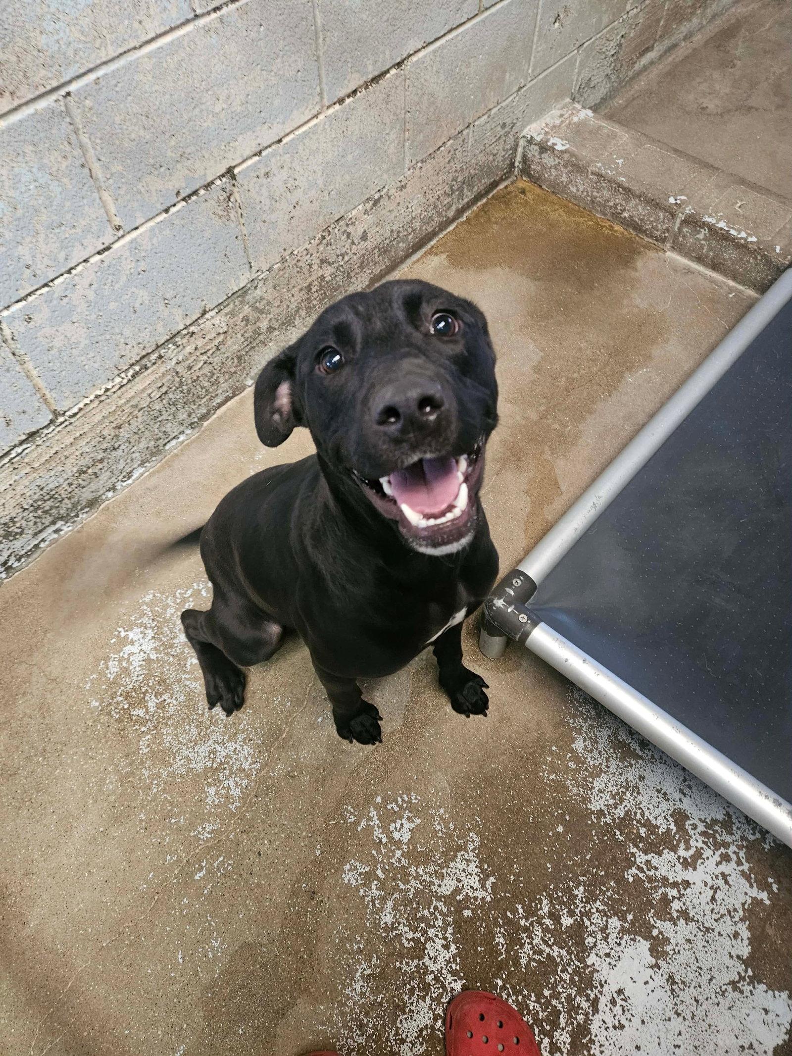 Grits, Adopted, Young Male Labrador Retriever & Pit Bull Terrier.