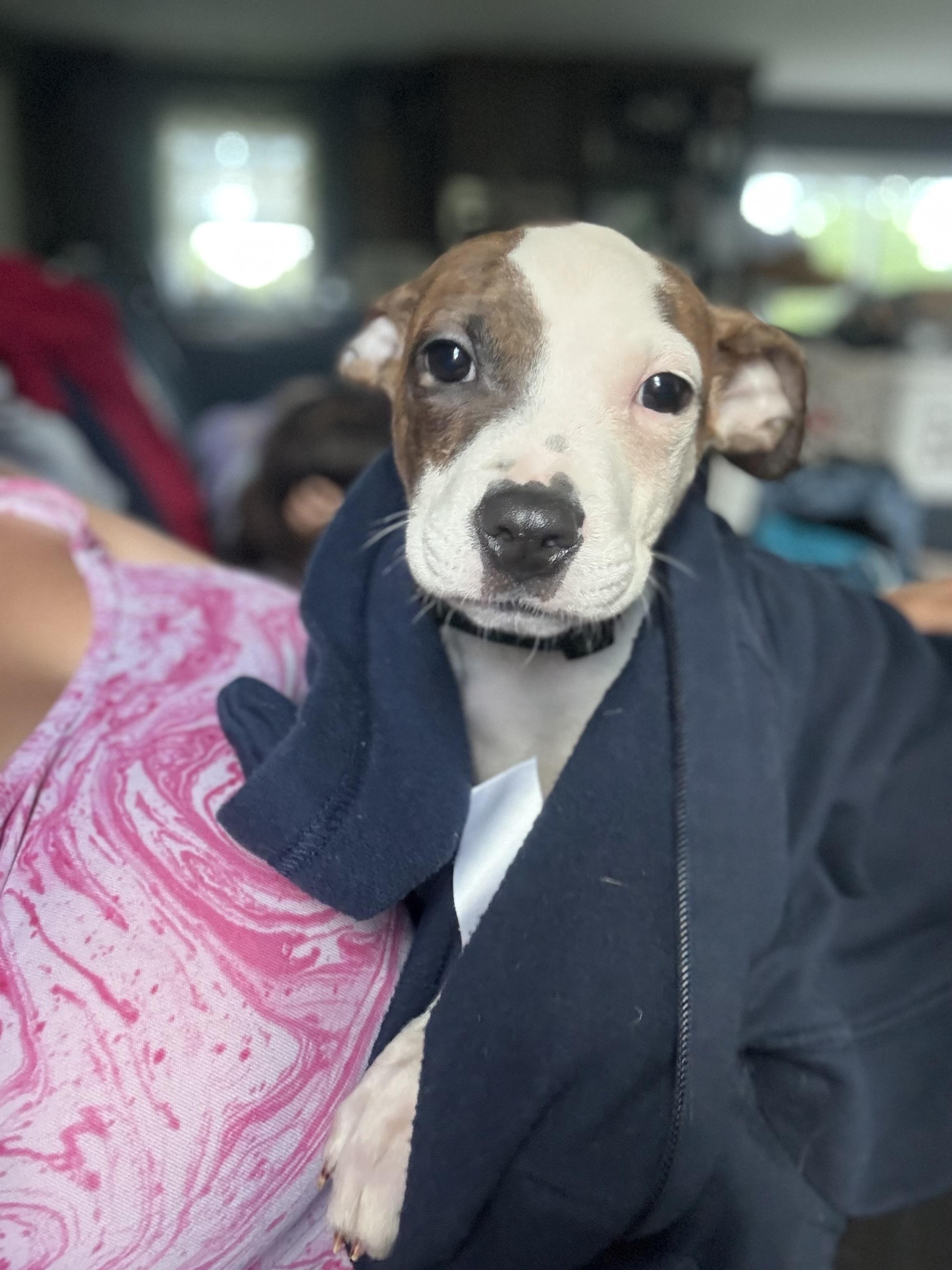 Cliff, a Adoptable mixed breed in Union City, NJ image 1/2
