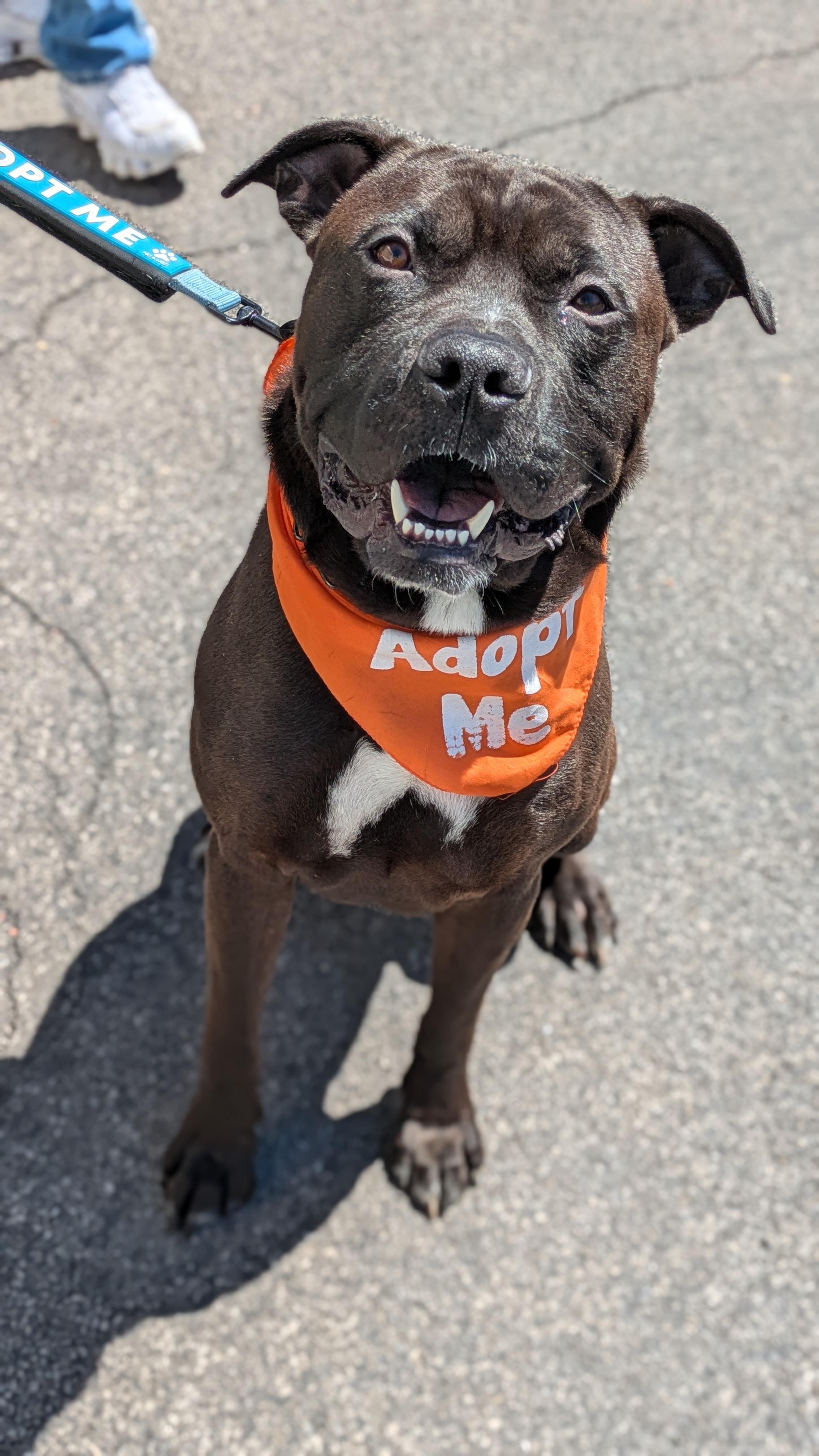 Wesley , a ADOPTABLE mixed breed in Buffalo, NY image 2/6