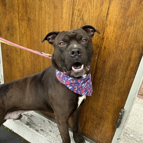 Enlarge Wesley , a ADOPTABLE mixed breed in Buffalo, NY image 4/6