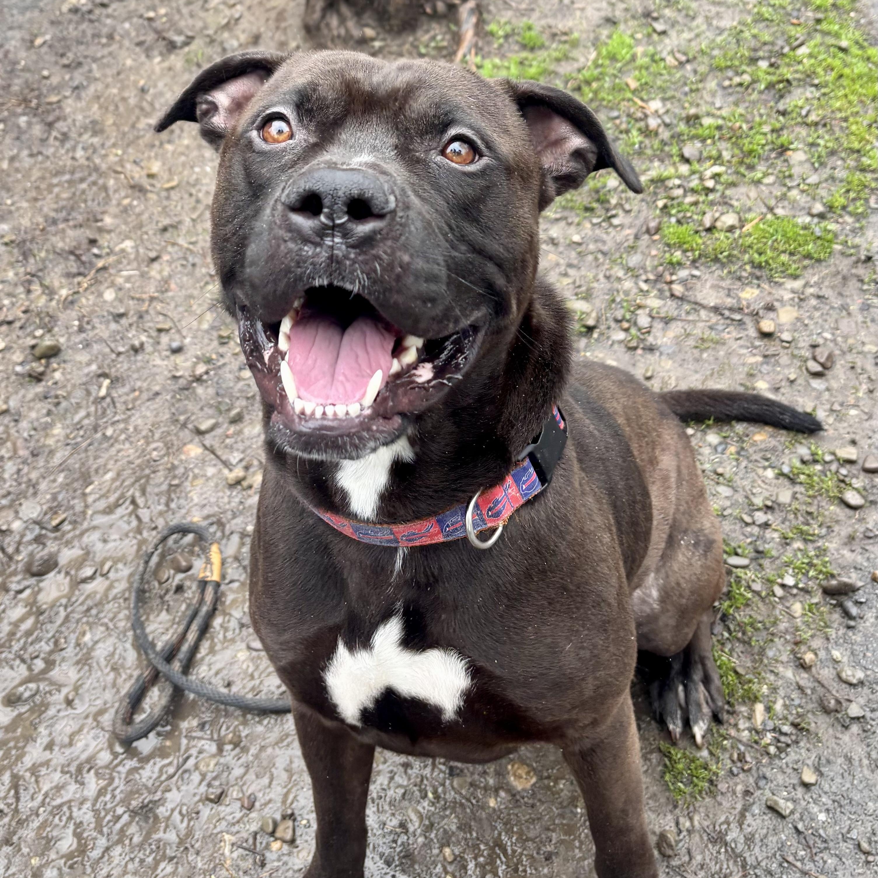 Enlarge Wesley , a ADOPTABLE mixed breed in Buffalo, NY image 3/6