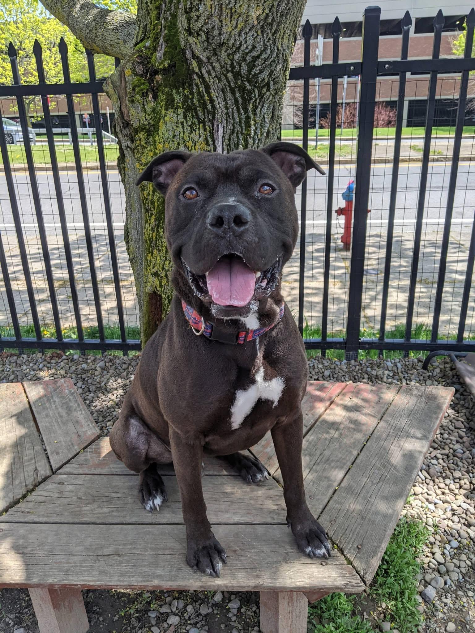 Enlarge Wesley , a ADOPTABLE mixed breed in Buffalo, NY image 5/6