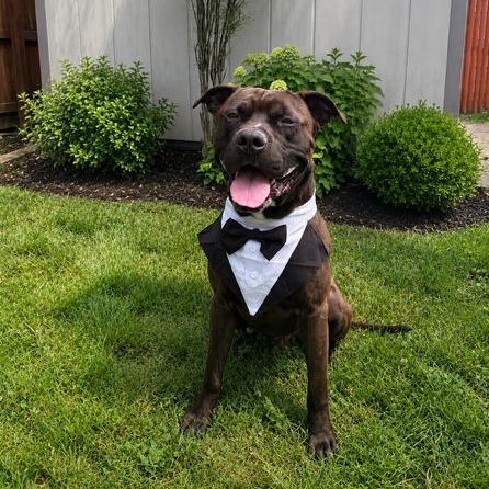 Wesley , a ADOPTABLE mixed breed in Buffalo, NY image 1/6