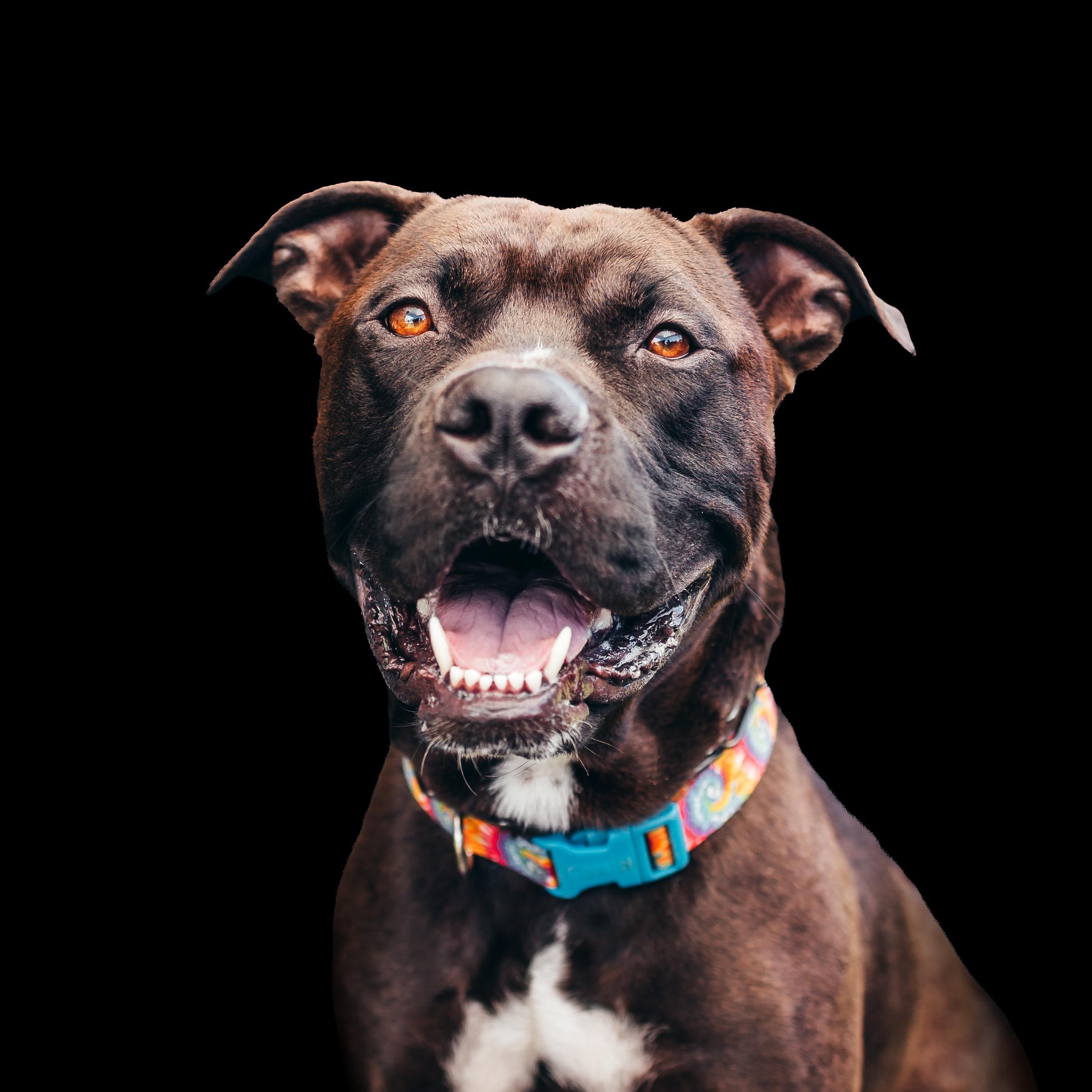 Wesley , ADOPTABLE, Young Male Pit Bull Terrier & Chocolate Labrador Retriever.