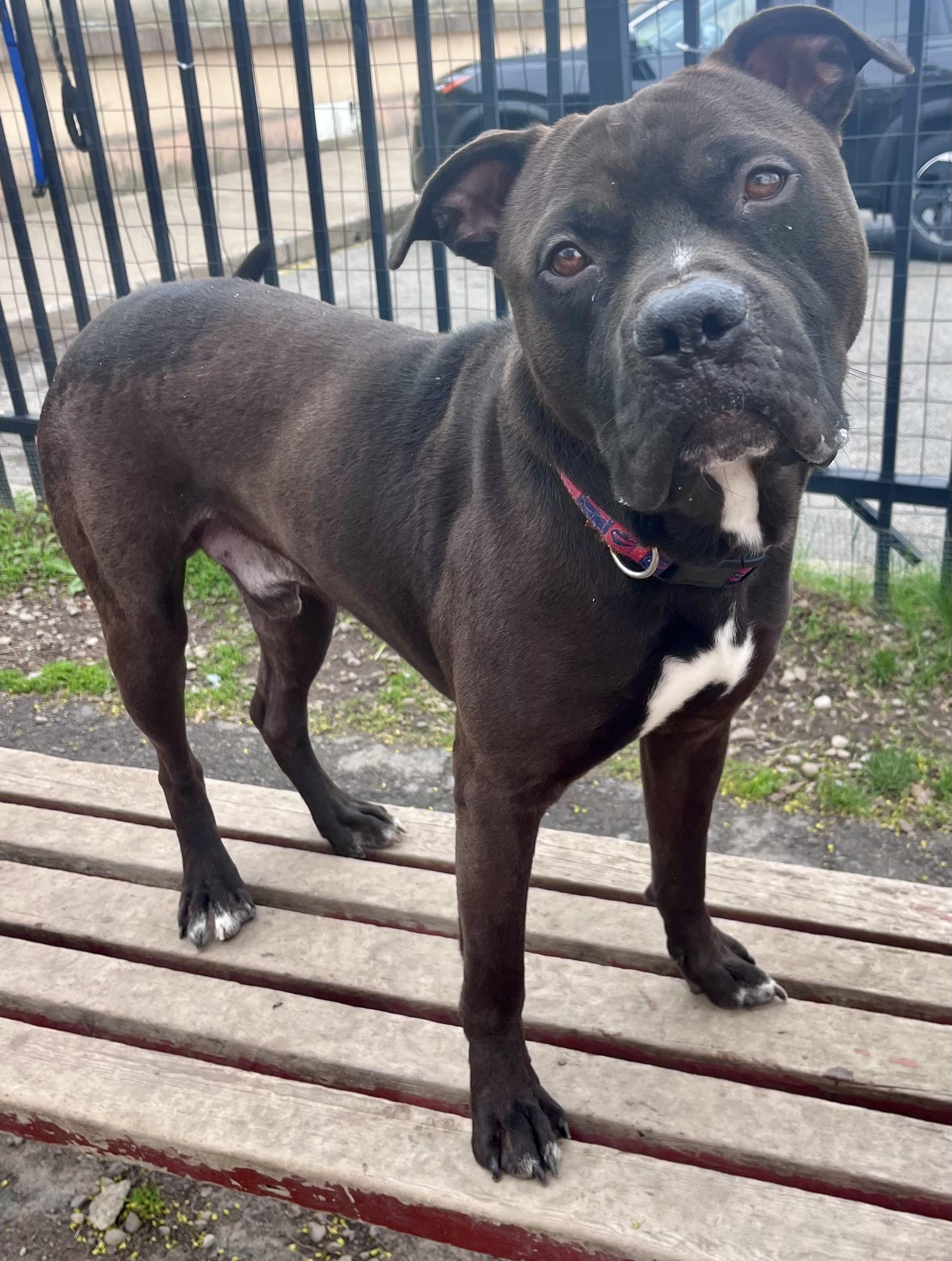 Enlarge Wesley , a ADOPTABLE mixed breed in Buffalo, NY image 2/6