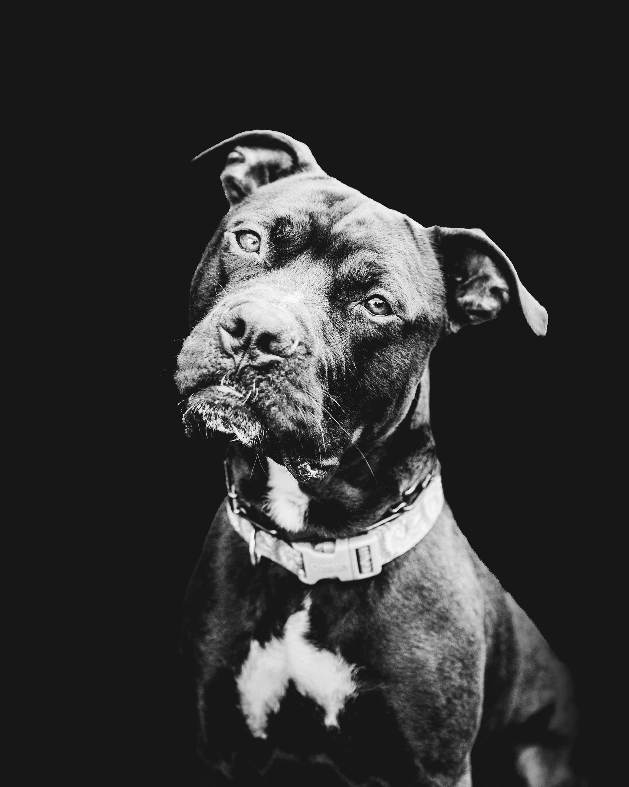Wesley , a ADOPTABLE mixed breed in Buffalo, NY image 6/6