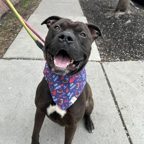 Wesley , ADOPTABLE, Young Male Pit Bull Terrier.