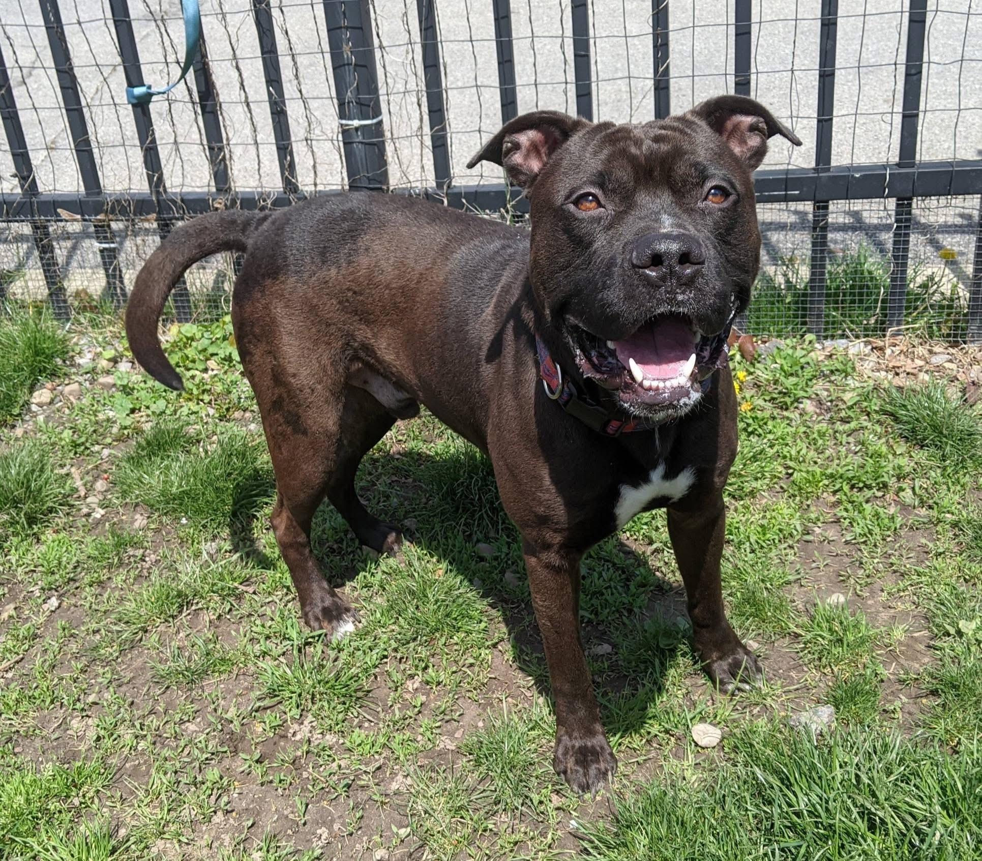 Enlarge Wesley , a ADOPTABLE mixed breed in Buffalo, NY image 6/6