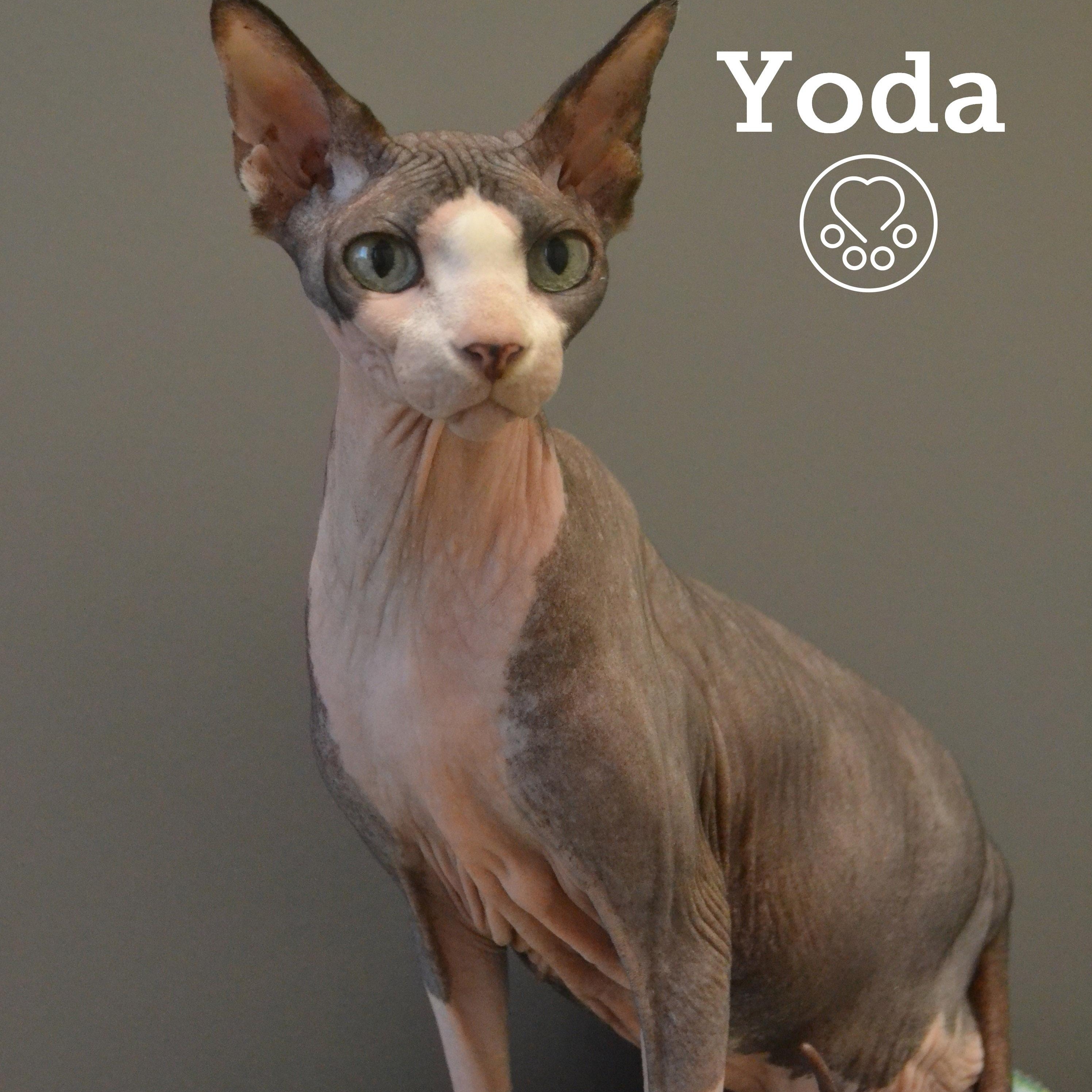 Enlarge Yoda, an adopted Sphynx / Hairless Cat in Anjou, QC image 1/2