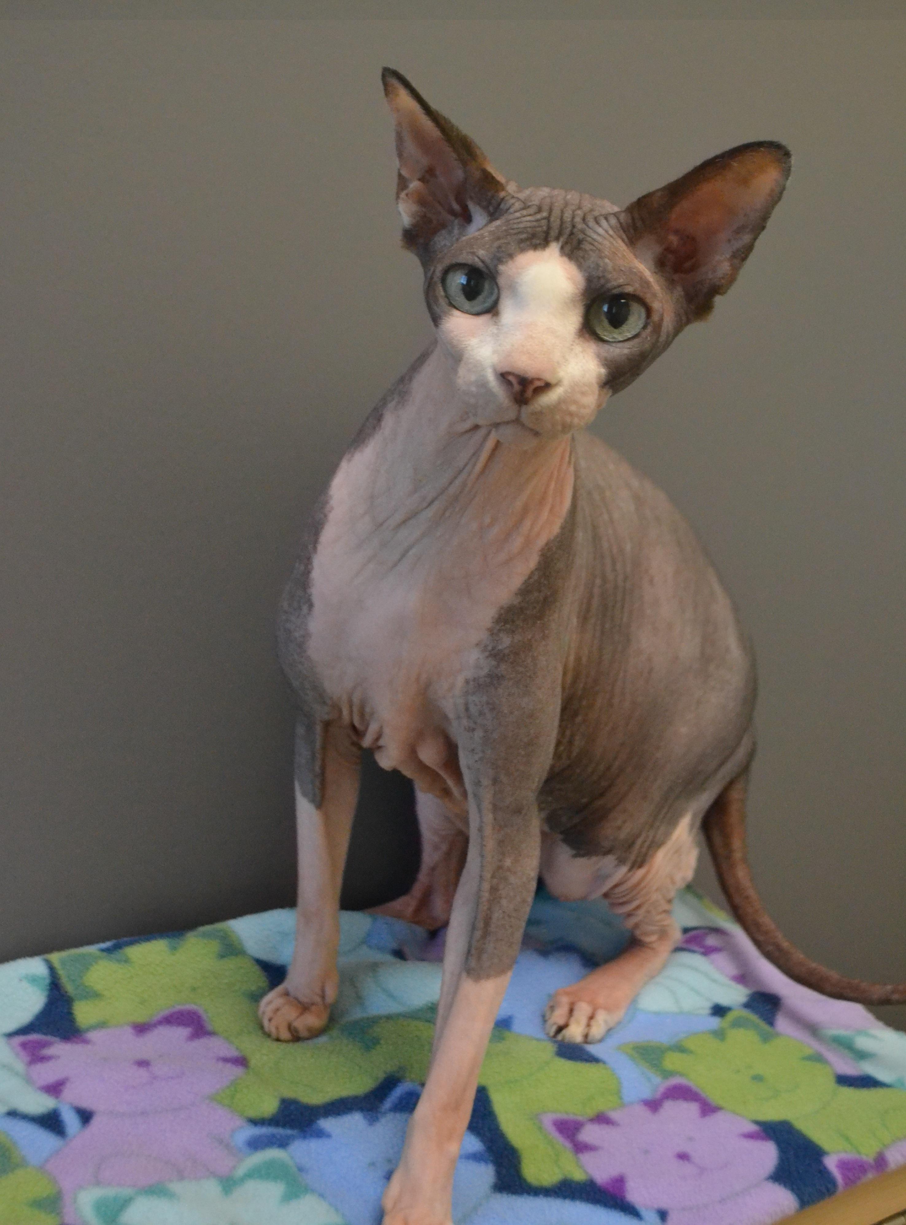 Enlarge Yoda, an adopted Sphynx / Hairless Cat in Anjou, QC image 2/2