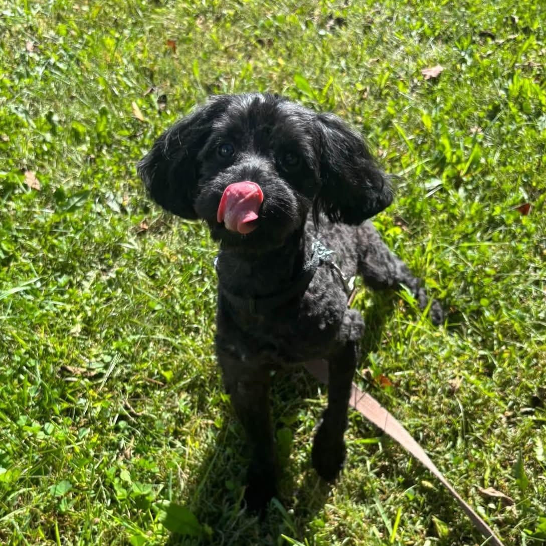 Enlarge VITO, a Adoptable Poodle in Schnecksville, PA image 4/5