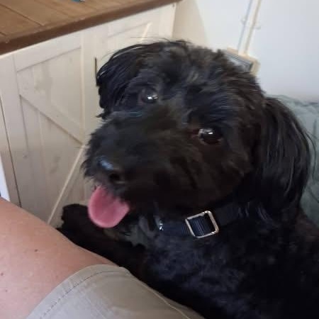 Enlarge VITO, a Adoptable Poodle in Schnecksville, PA image 2/5