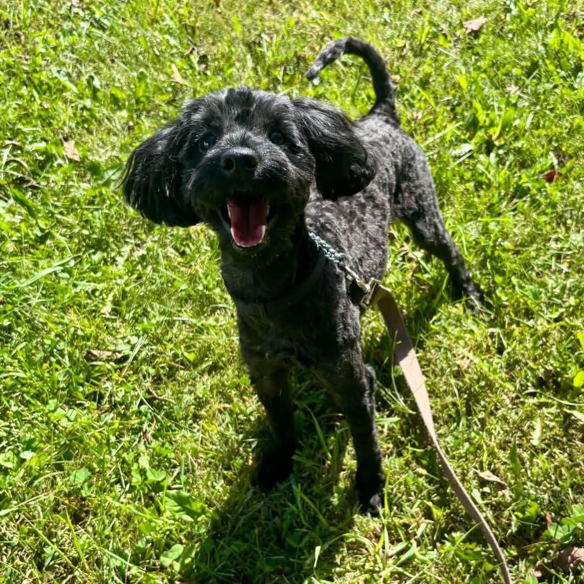 Enlarge VITO, a Adoptable Poodle in Schnecksville, PA image 5/5