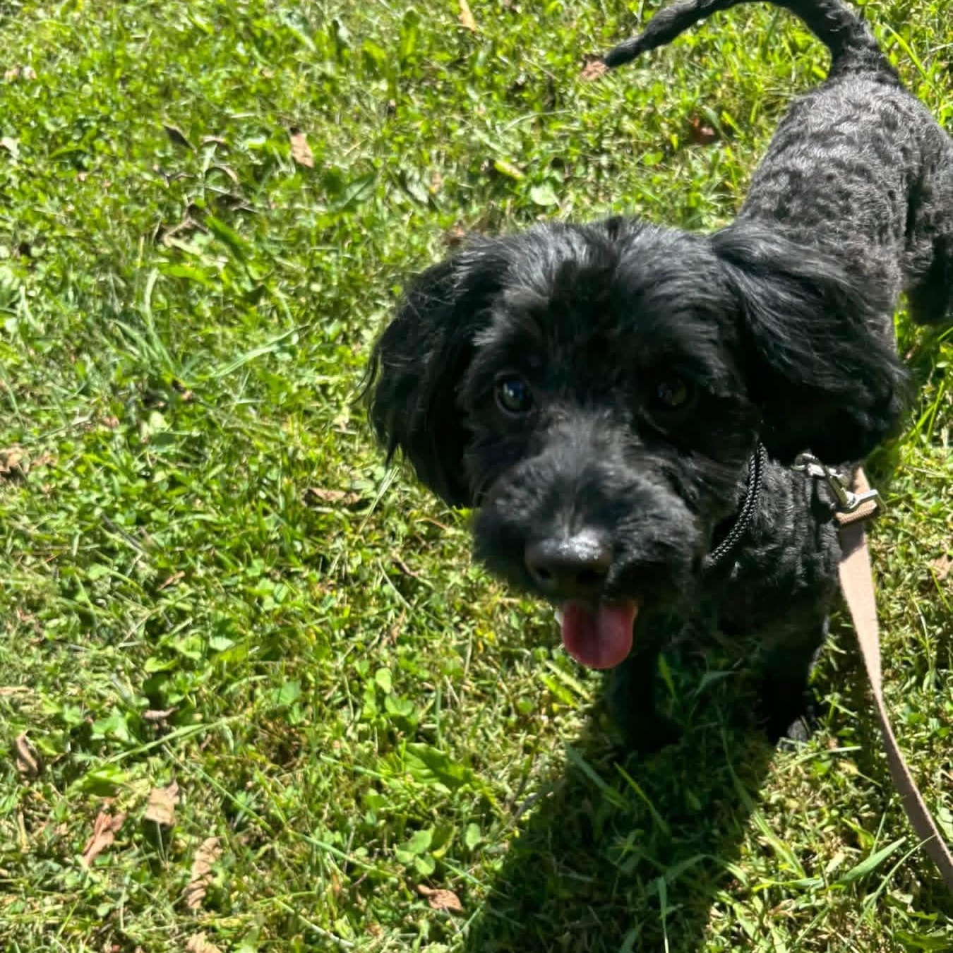 Enlarge VITO, a Adoptable Poodle in Schnecksville, PA image 3/5