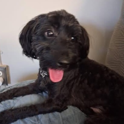 VITO, Adoptable, Adult Male Poodle.