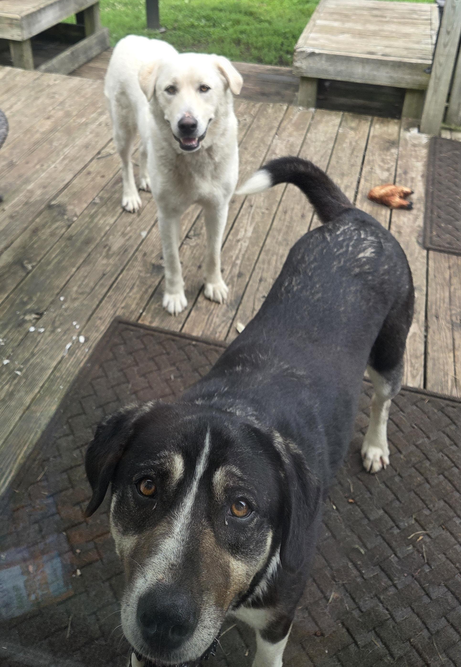 Enlarge Betty, a Adopted Anatolian Shepherd in De Soto, KS image 2/2