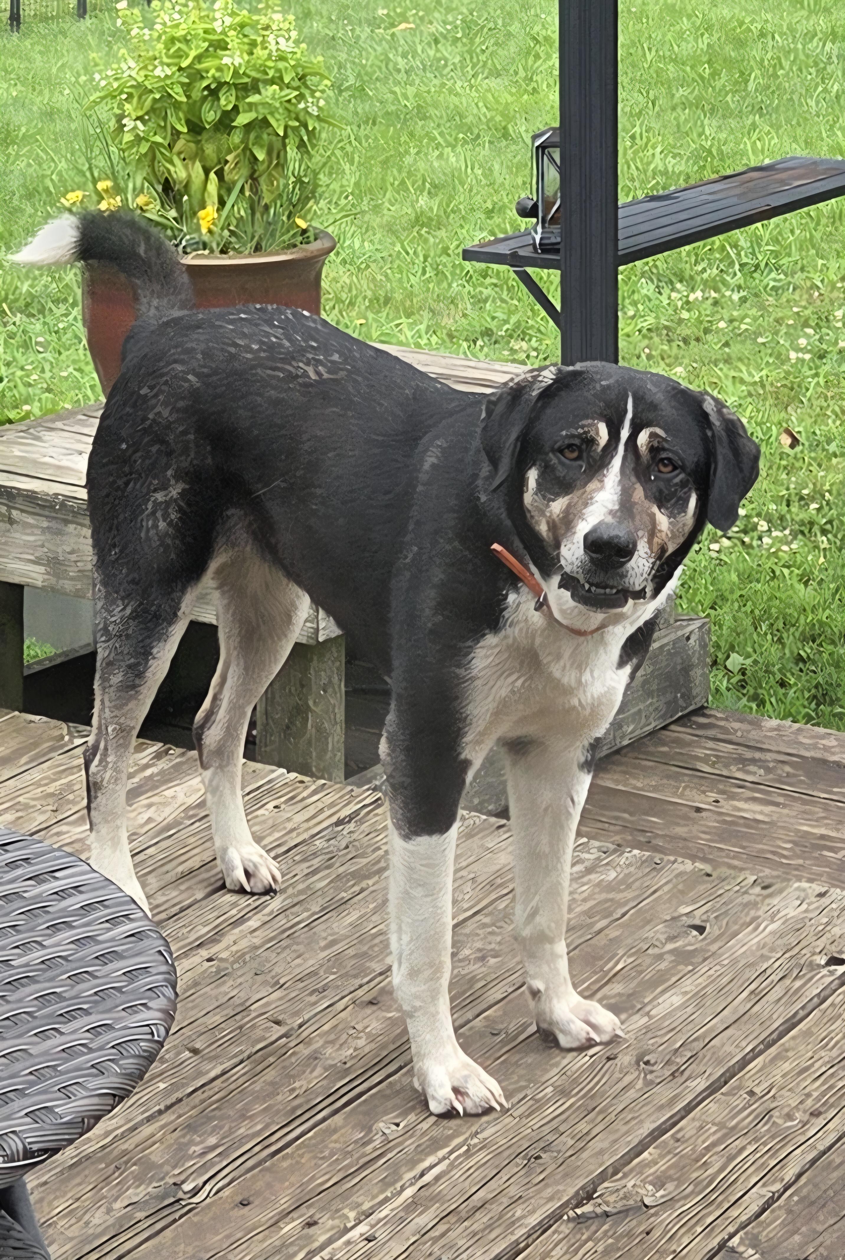 Enlarge Betty, a Adopted Anatolian Shepherd in De Soto, KS image 1/2
