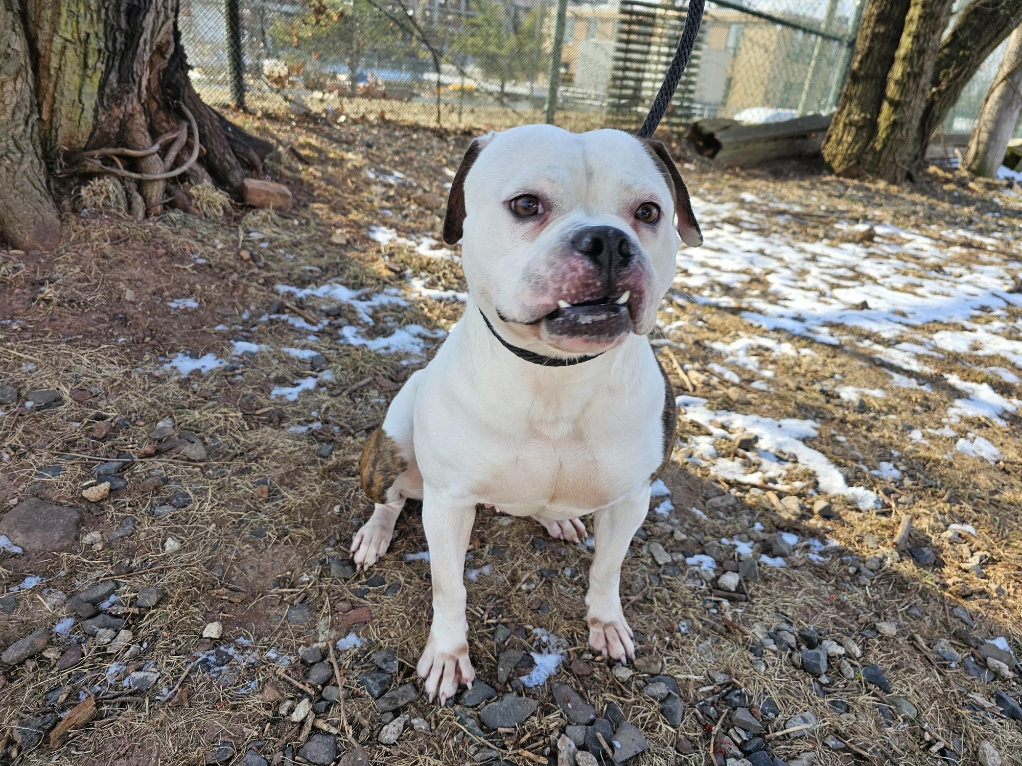 Goose, Adoptable, Adult Female Pit Bull Terrier.
