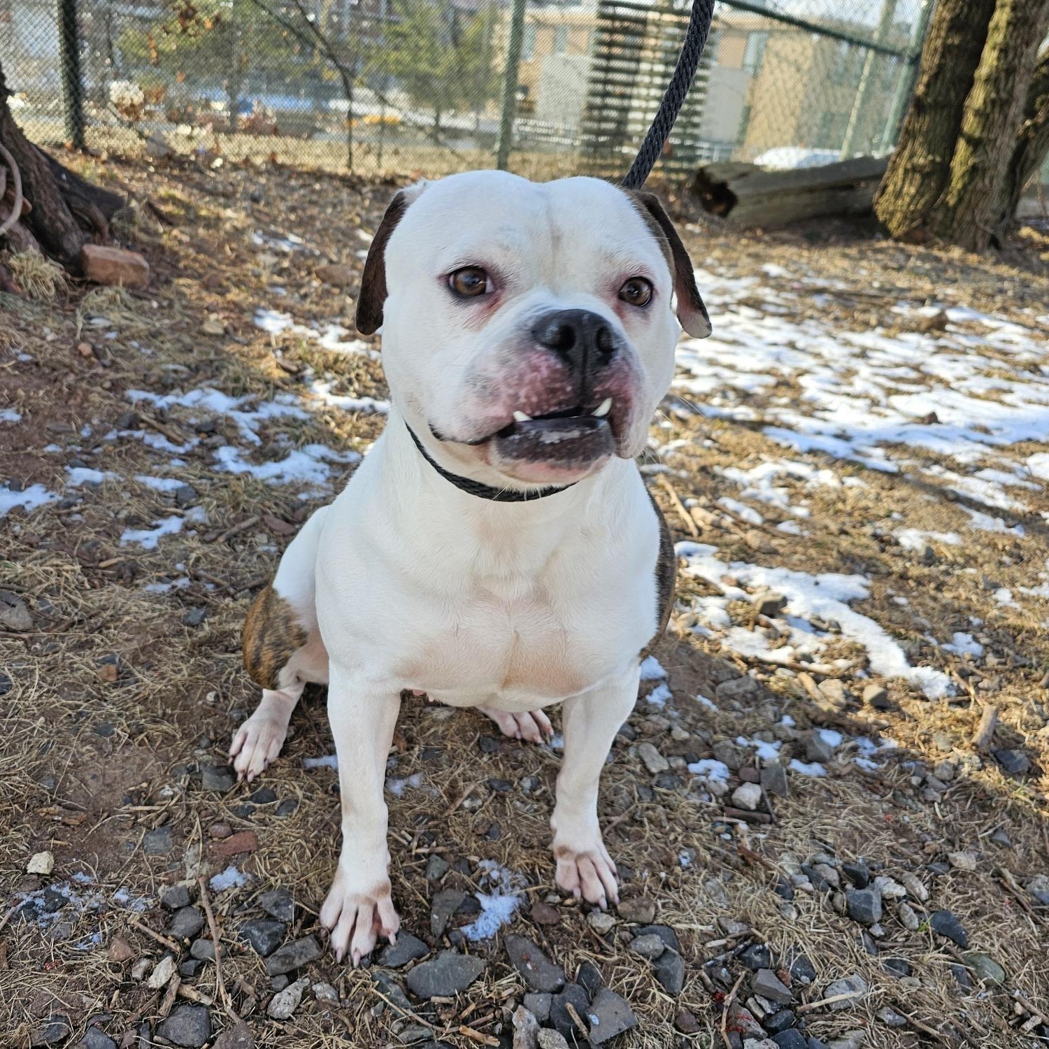 Enlarge Goose, a Adoptable Pit Bull Terrier in Jersey city, NJ image 4/4