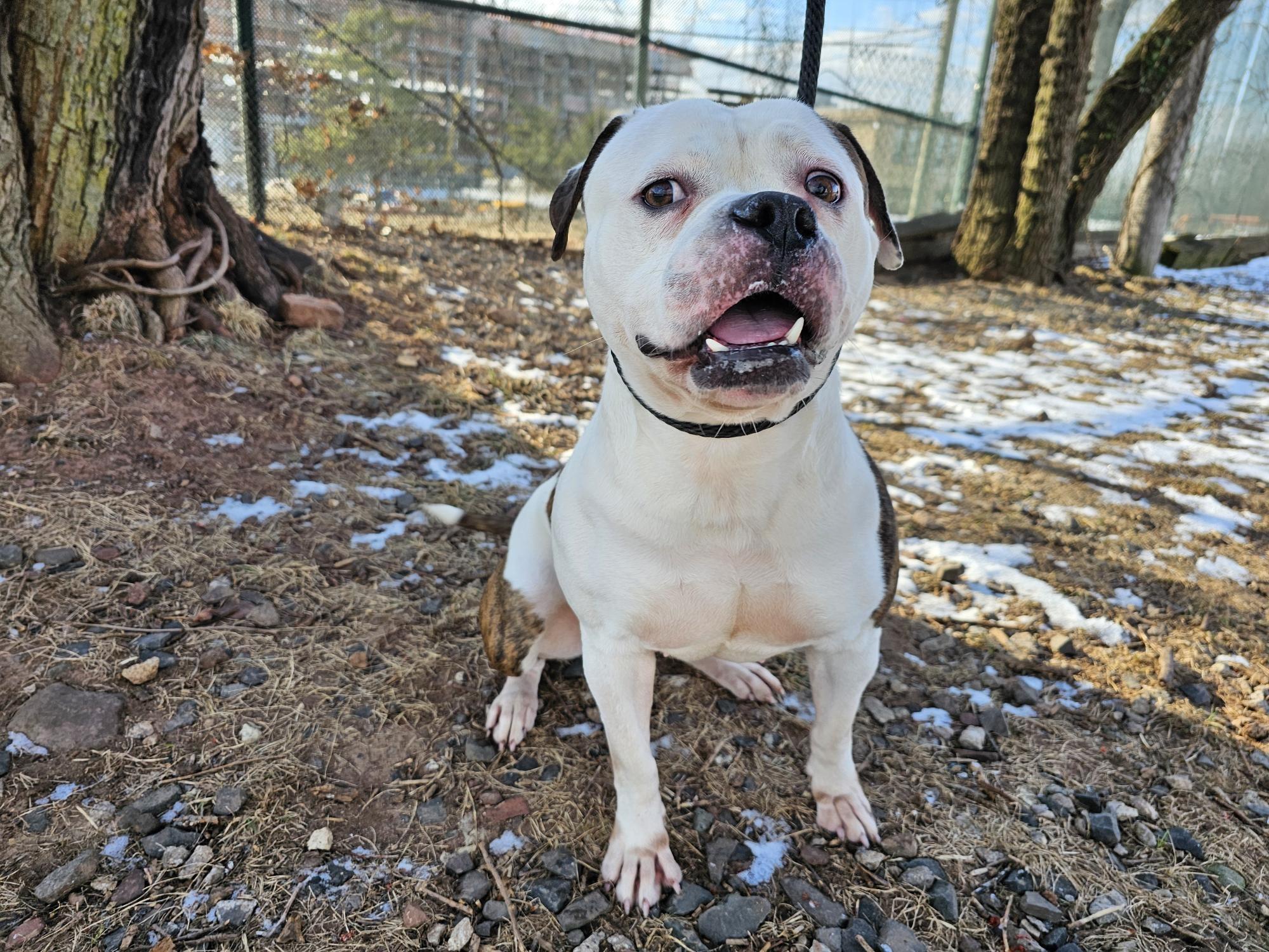 Enlarge Goose, a Adoptable Pit Bull Terrier in Jersey city, NJ image 2/2