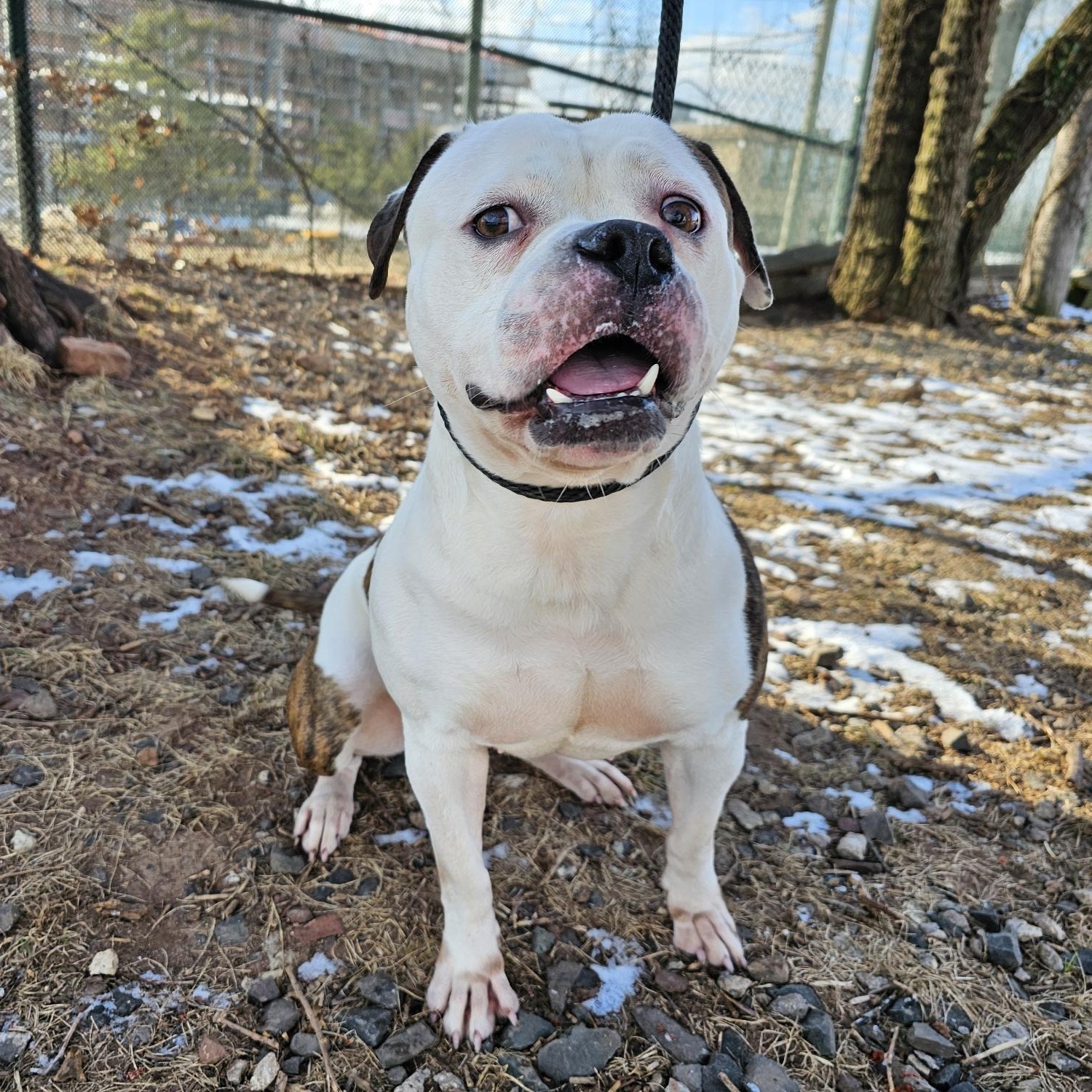 Enlarge Goose, a Adoptable Pit Bull Terrier in Jersey city, NJ image 3/4