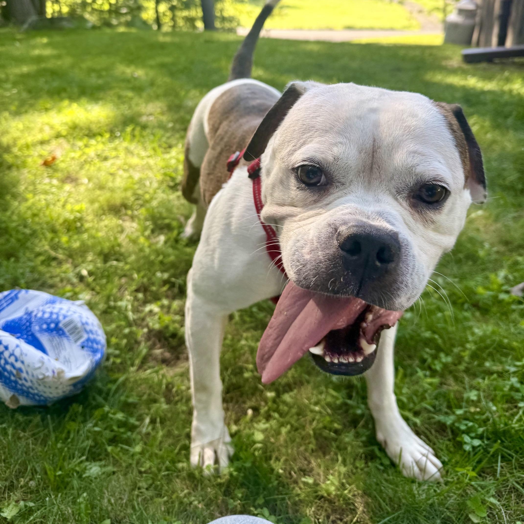 Enlarge Goose, a Adoptable Pit Bull Terrier in Jersey city, NJ image 2/4