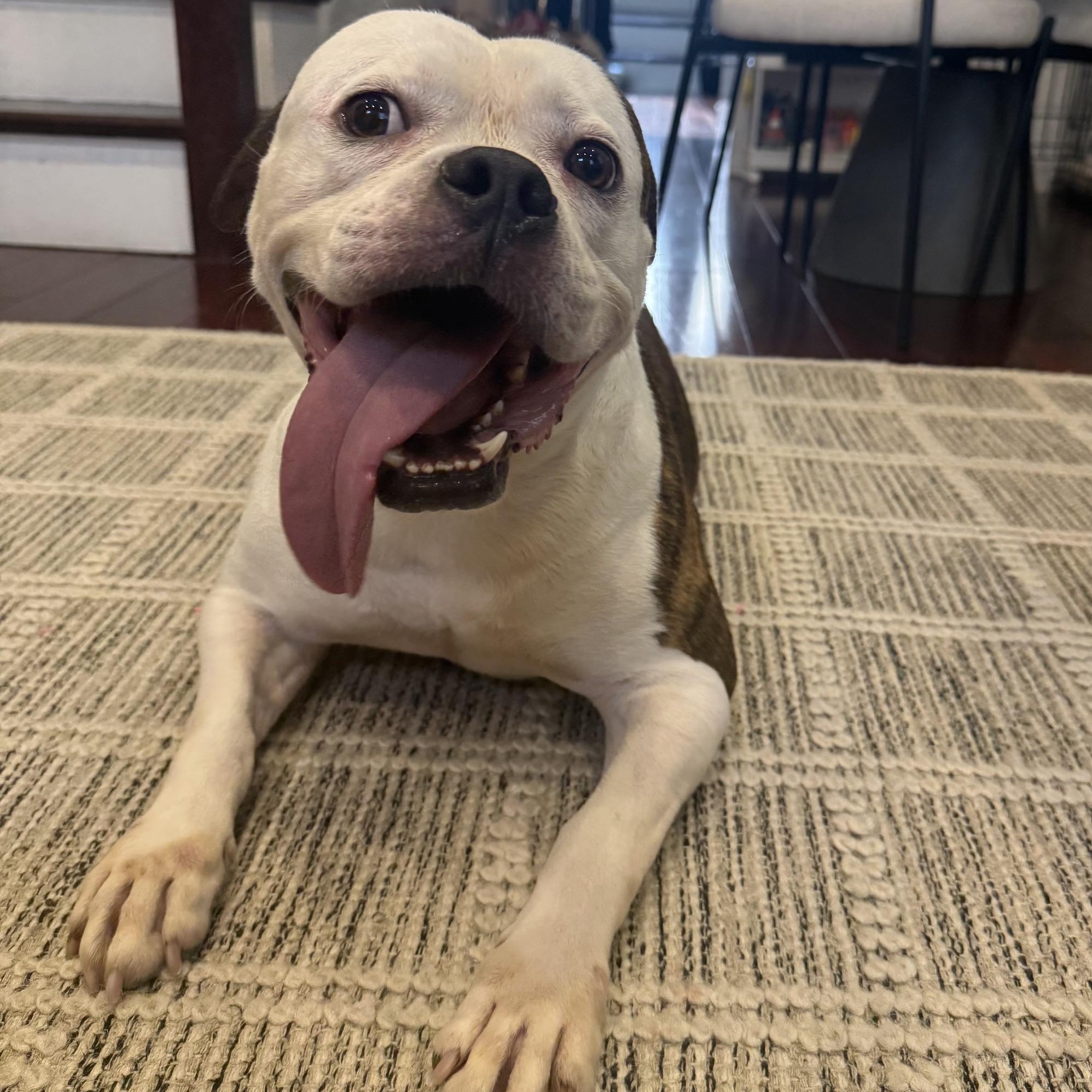 Goose, Adoptable, Adult Female Pit Bull Terrier.