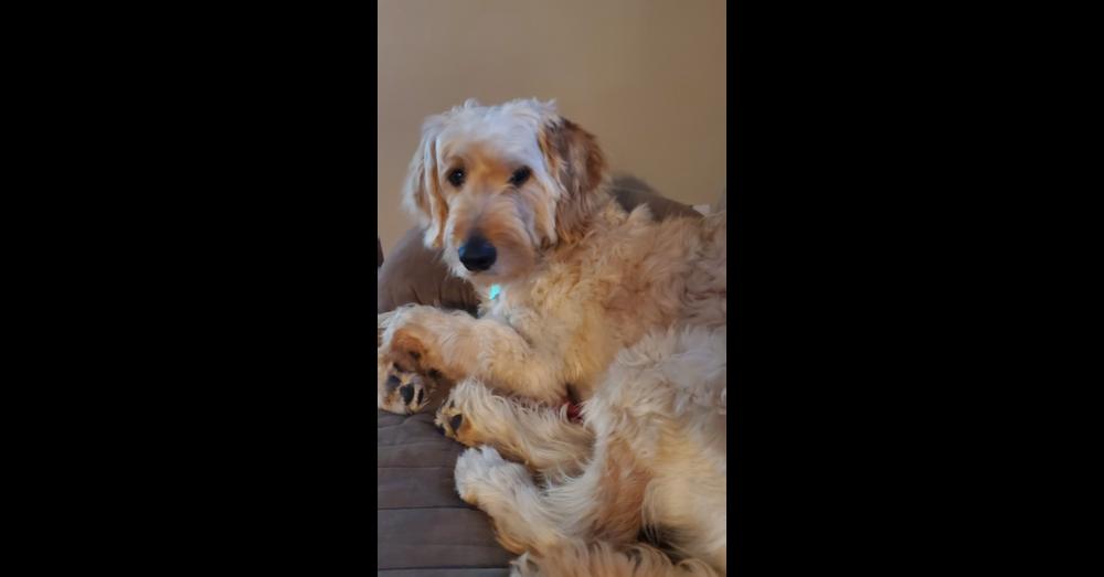 Enlarge Camembert, a Adopted mixed breed in Plymouth, MN image 1/1