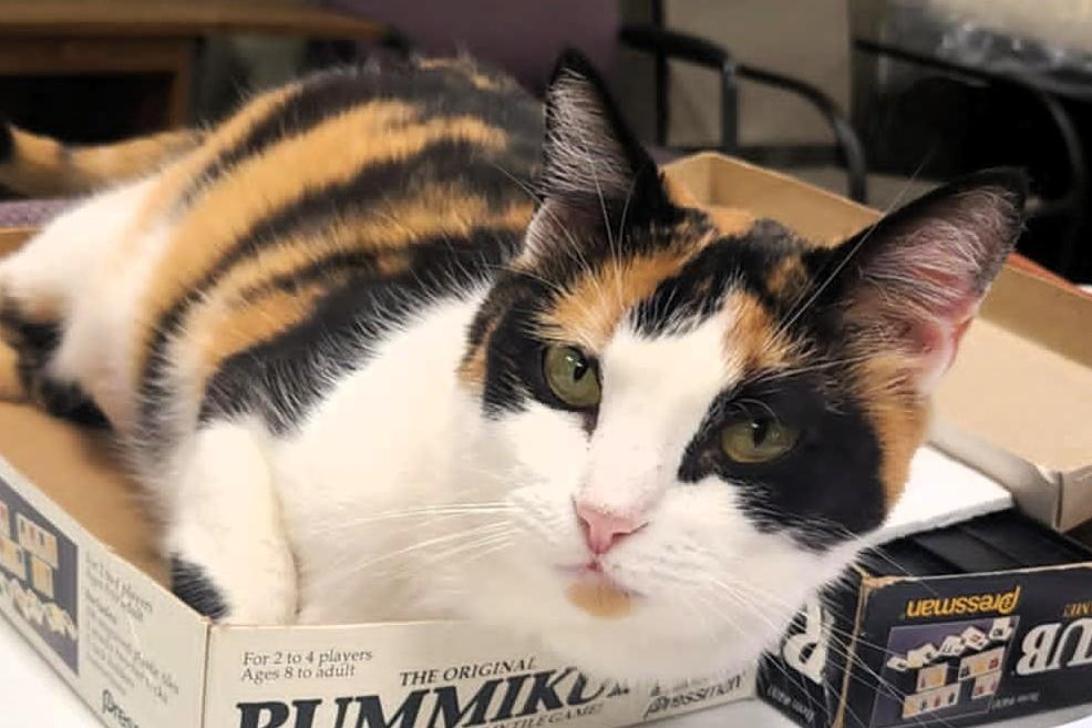 Enlarge Callie Anne, a ADOPTABLE Domestic Short Hair in Frederick, MD image 2/4