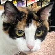 Callie Anne, ADOPTABLE, Young Female Domestic Short Hair.