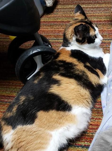 Enlarge Callie Anne, a ADOPTABLE Domestic Short Hair in Frederick, MD image 3/4