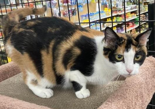 Enlarge Callie Anne, a ADOPTABLE Domestic Short Hair in Frederick, MD image 4/4
