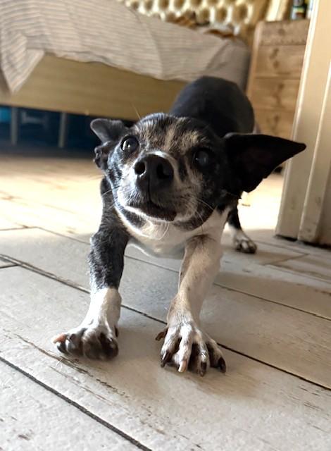 Bartholomew, a Adoptable mixed breed in Santa Rosa, CA image 4/6