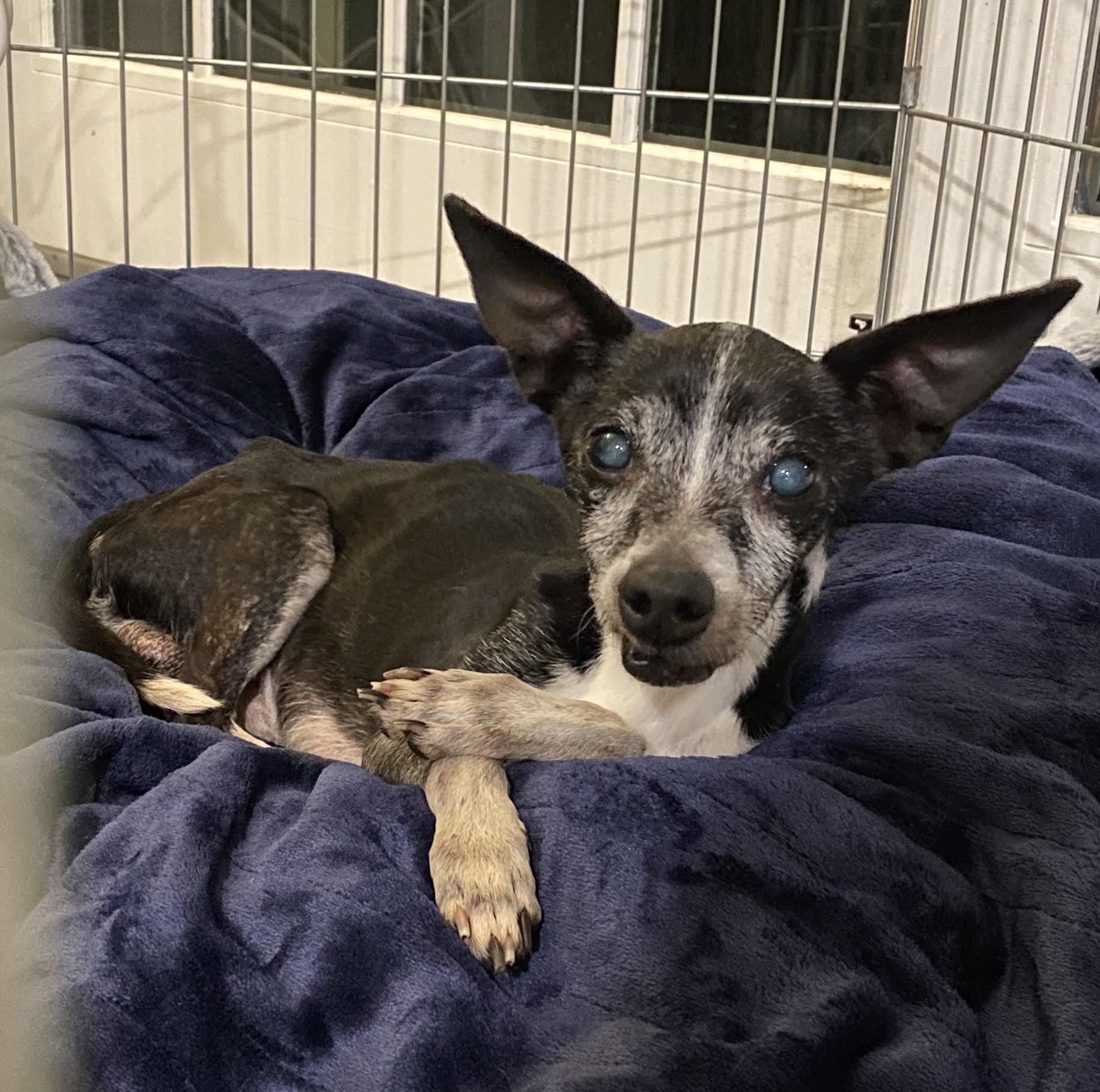 Bartholomew, a Adoptable mixed breed in Santa Rosa, CA image 5/6