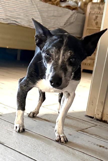 Bartholomew, a Adoptable mixed breed in Santa Rosa, CA image 6/6