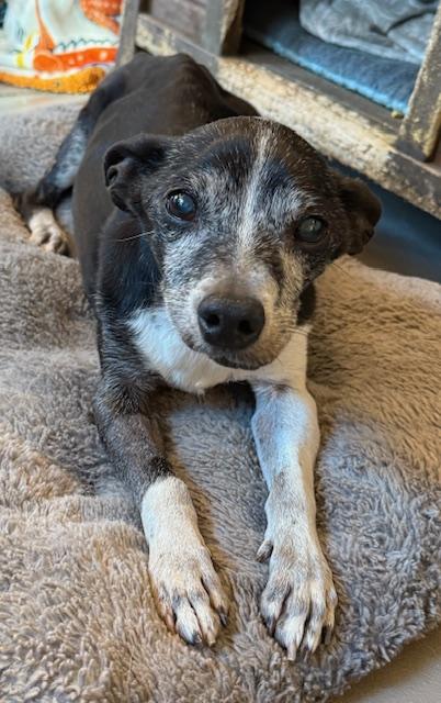 Bartholomew, a Adoptable mixed breed in Santa Rosa, CA image 3/6
