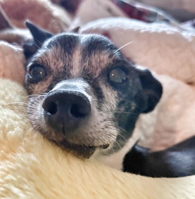 Bartholomew, a Adoptable mixed breed in Santa Rosa, CA image 2/6