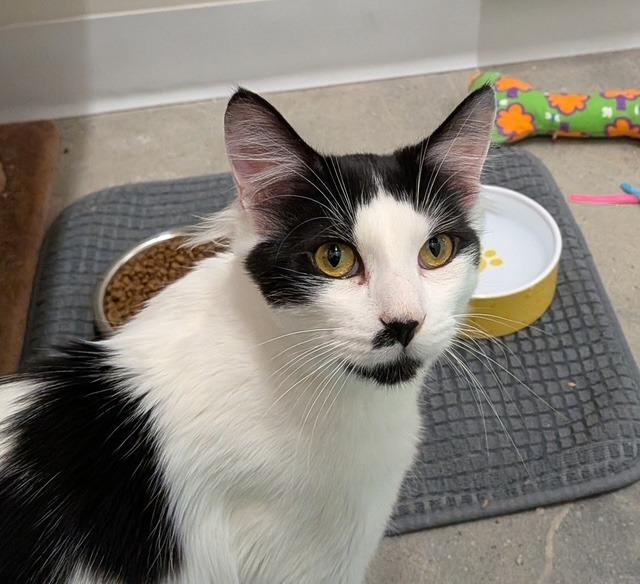 Enlarge Bernie, a Adoptable mixed breed in Napa, CA image 1/1