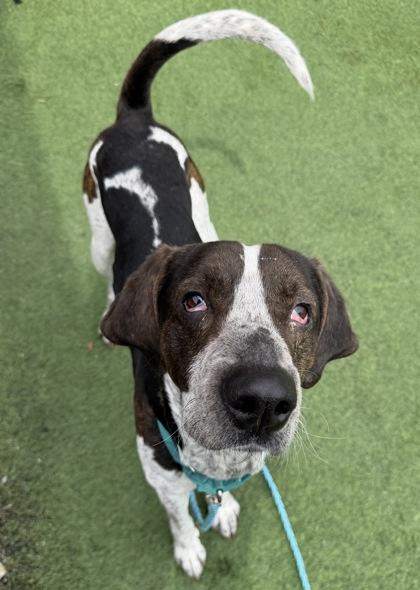 Mailman, ADOPTABLE, Adult Male Bluetick Coonhound.