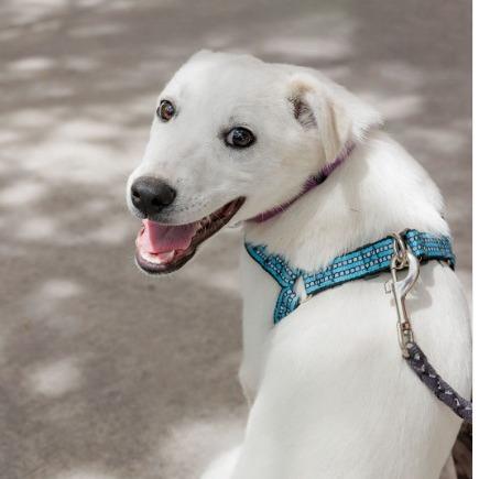 Enlarge Conrad, a Adoptable Mixed Breed in Moab, UT image 2/6