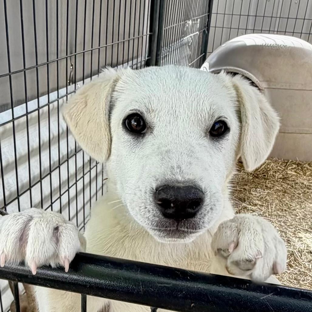 Enlarge Conrad, a Adoptable Mixed Breed in Moab, UT image 3/6