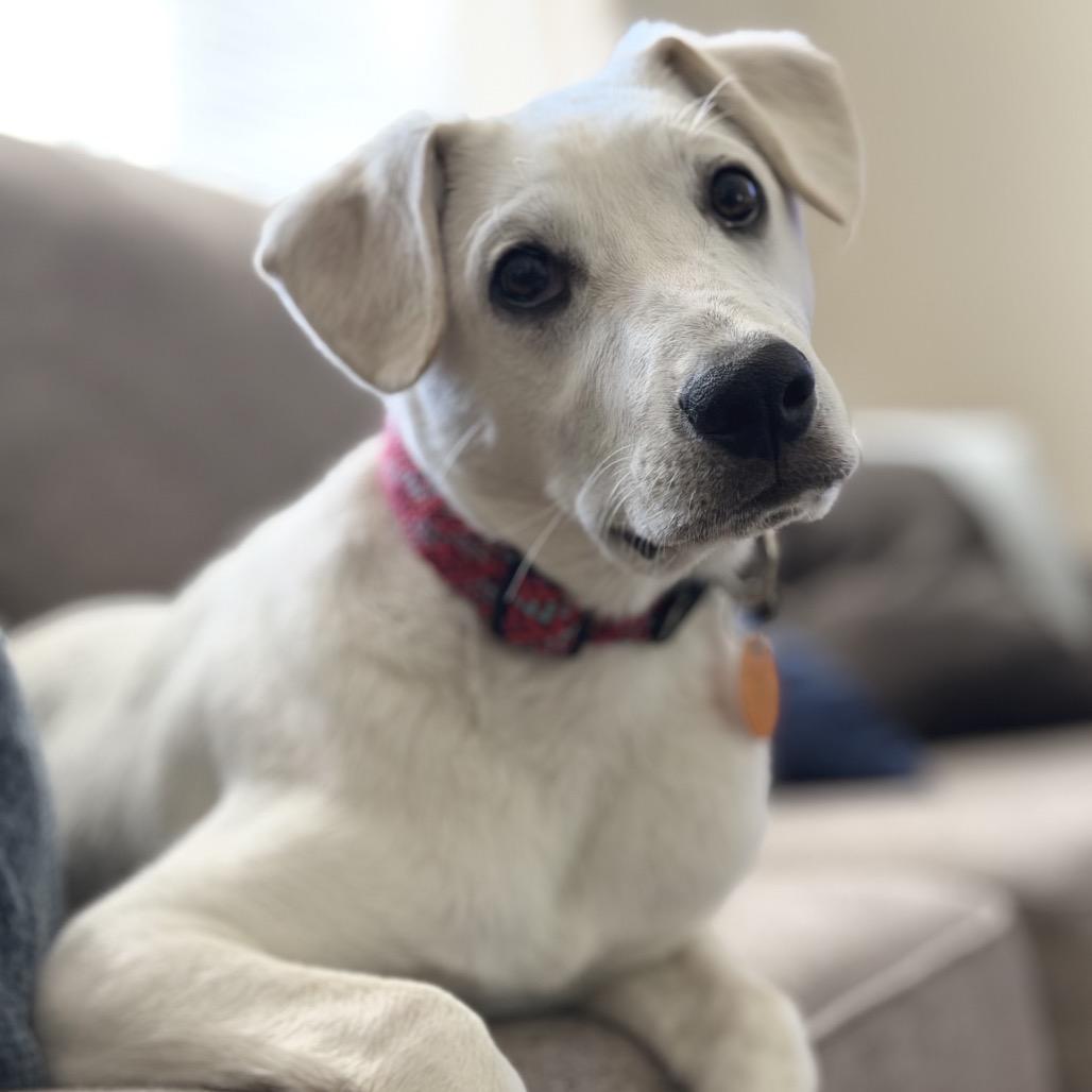 Enlarge Conrad, a Adoptable Mixed Breed in Moab, UT image 5/6