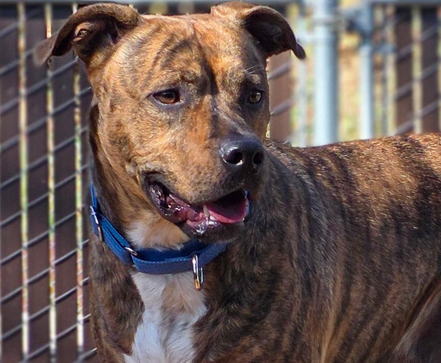 Zeke- Perfect Gentleman