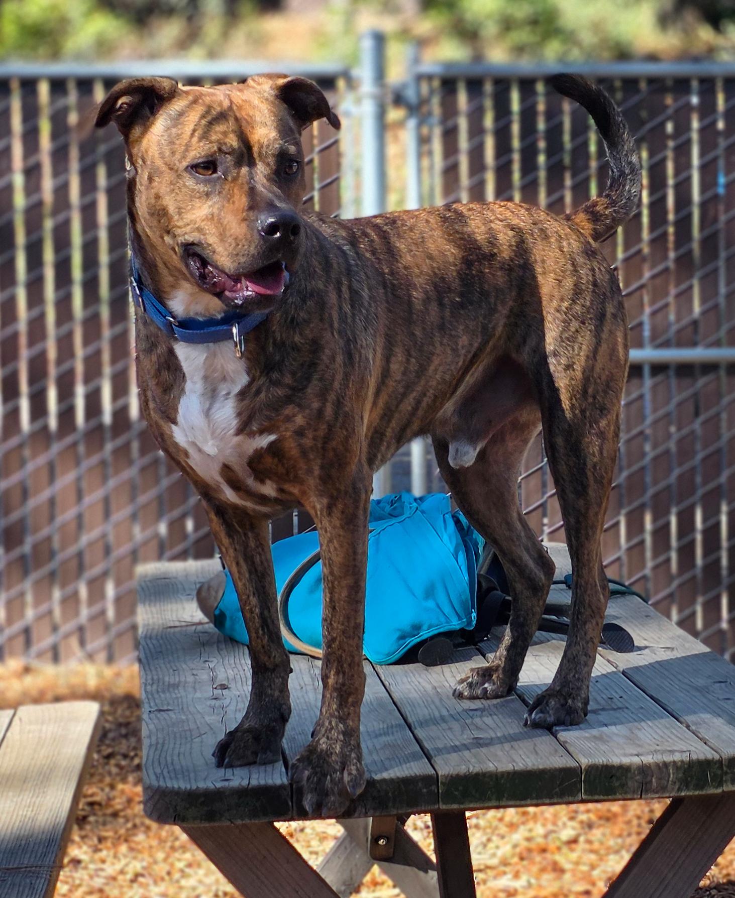 Zeke- Perfect Gentleman