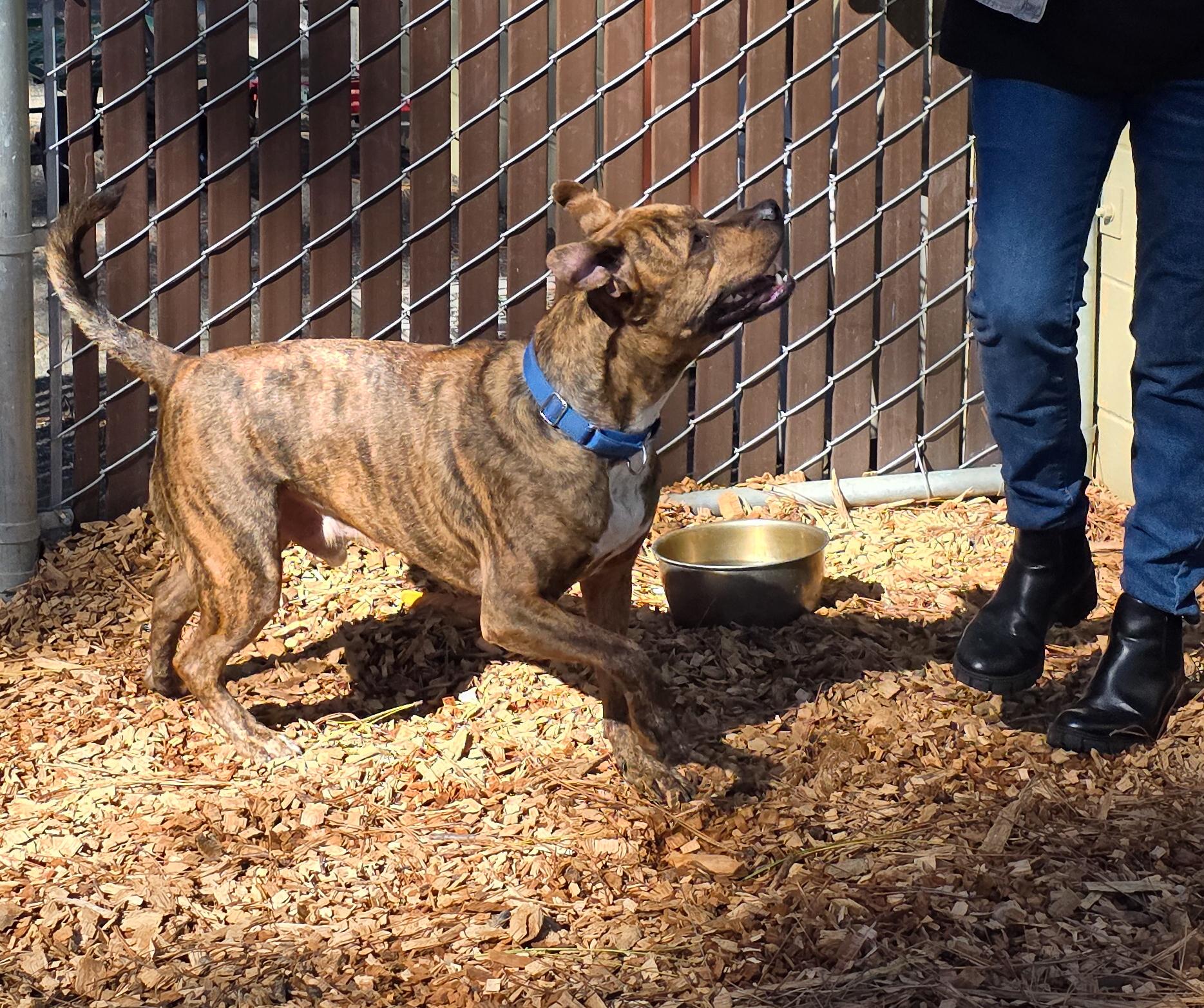 Zeke- Perfect Gentleman